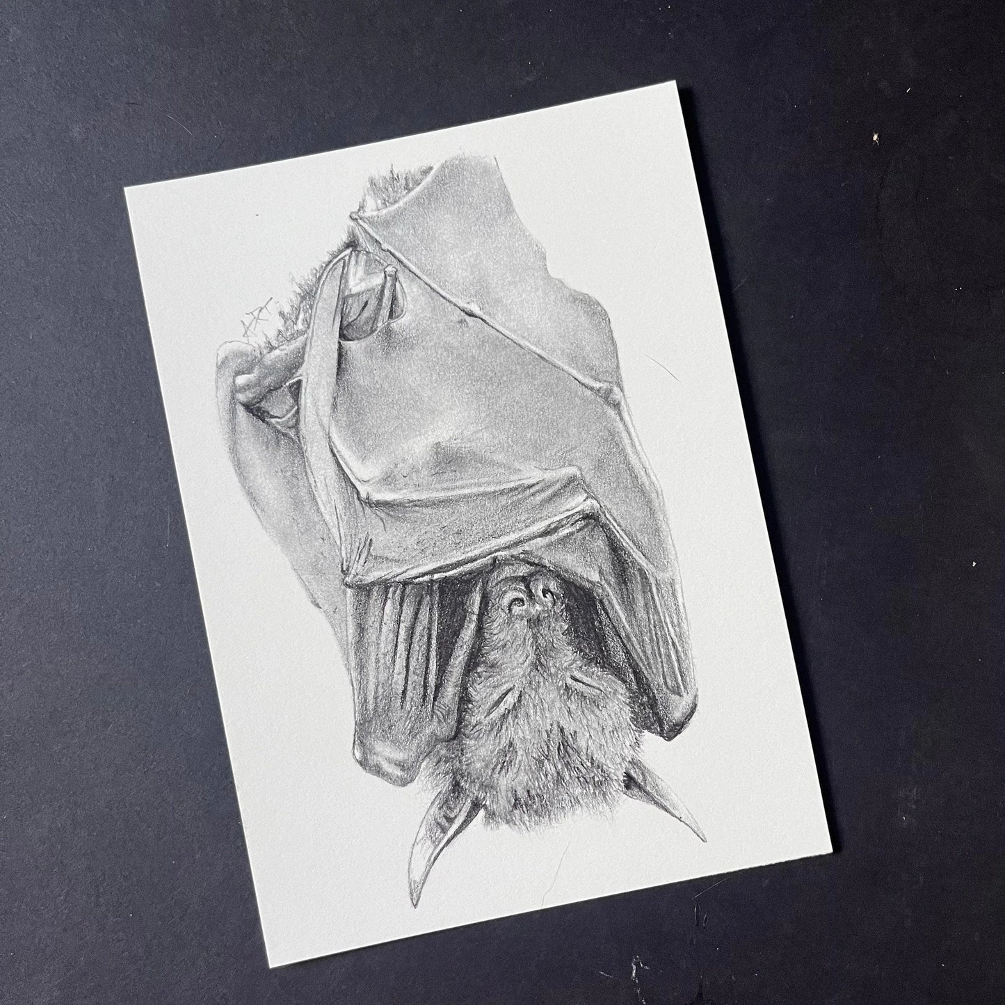 Sleeping Bat Print
