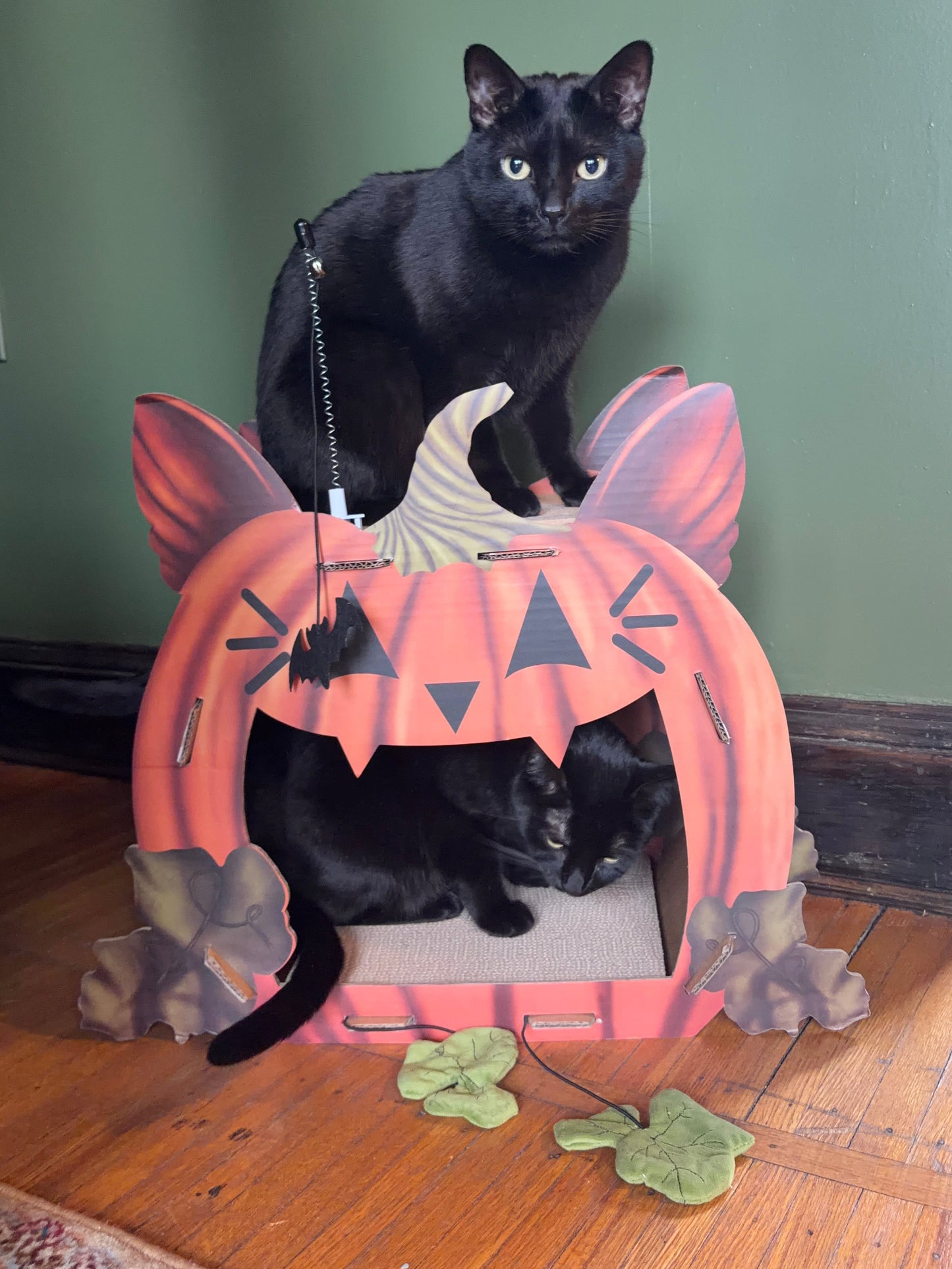 Cat'o'Lantern Cat Scratcher Pumpkin