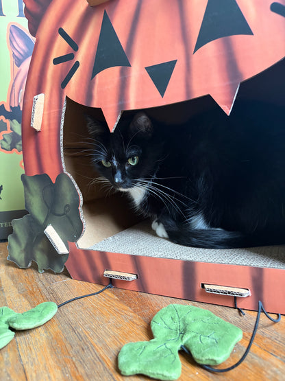 Cat'o'Lantern Cat Scratcher Pumpkin